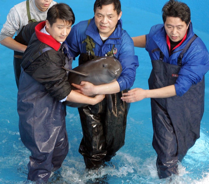 Staff at Wuhan Baiji Dolphin Aquarium in Central China's Hubei province hold an eight-month-old finless porpoise in 2006.