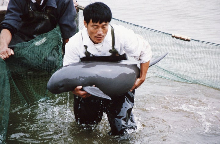 The finless porpoise is a close relative of the functionally extinct Yangtze river dolphin and is critically endangered. One