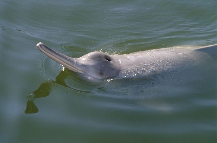 The Yangtze river dolphin, or baiji, was declared functionally extinct in 2006.