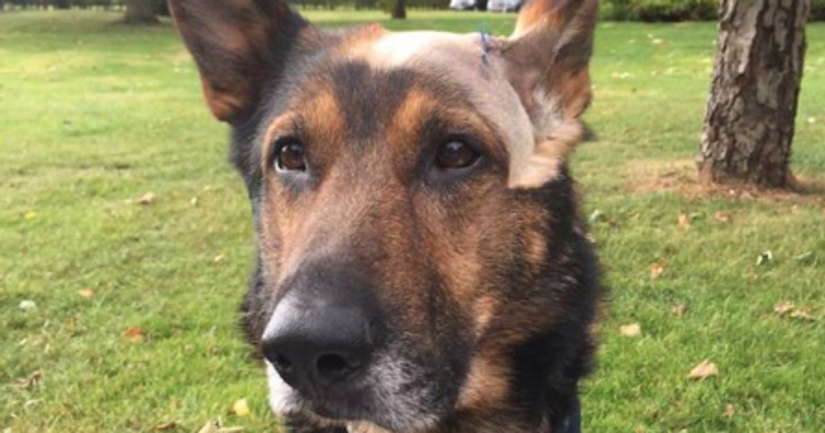 Police Dog Stabbing Prompts Finn's Law Campaign To Change Status Of ...