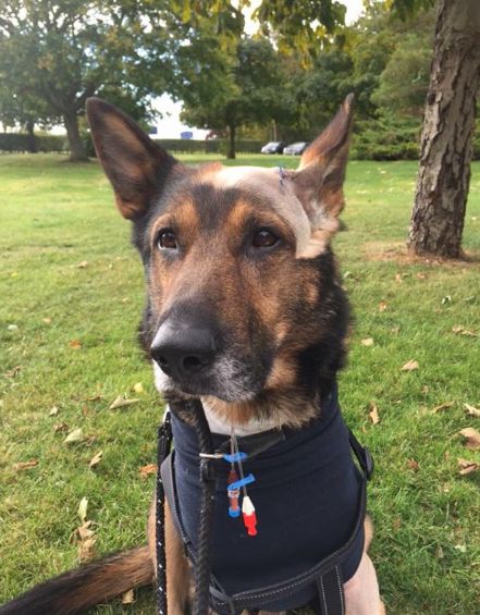 Police dog Finn is recovering after being stabbed in the head and chest in Stevenage.