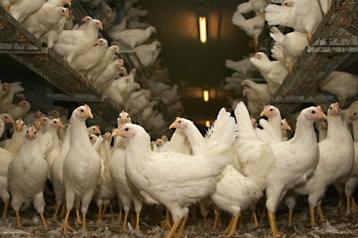 The Difference Between Cage-free, Pasture-raised & Free-range Chickens