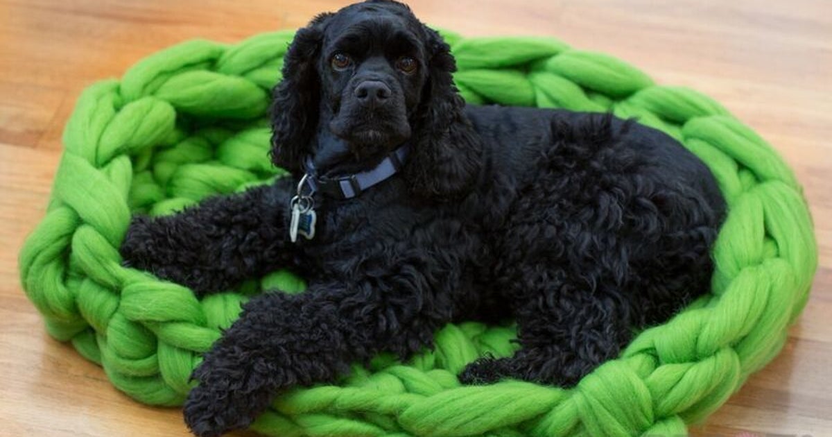 Why Your Dog Needs a Bed? HuffPost Contributor