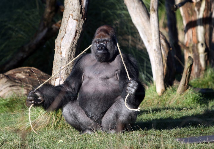 Kumbuka, a male western lowland gorilla, at London Zoo