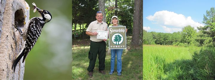 Landowner Dorothy helping wildlife through forest habitat restoration 