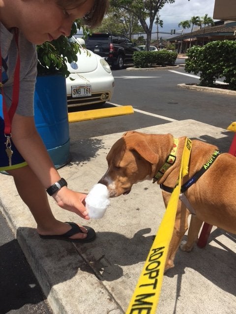 A beach buddy enjoys a chilly shave ice, one of Hawaii's favorite desserts.