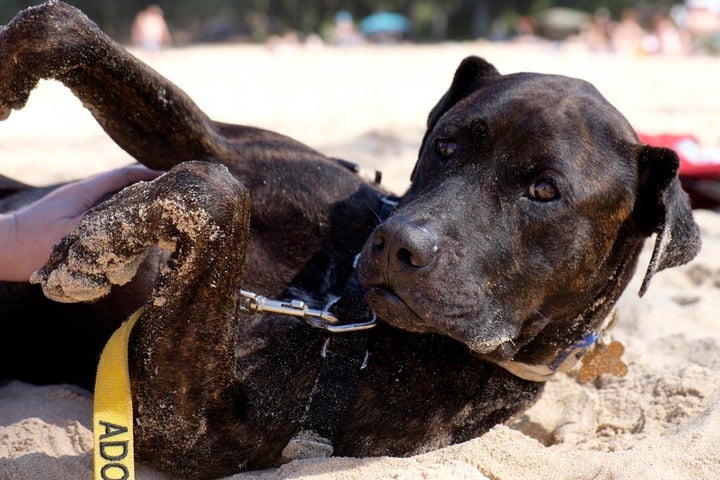 The beach is a favorite spot for tourists to take their borrowed pups.