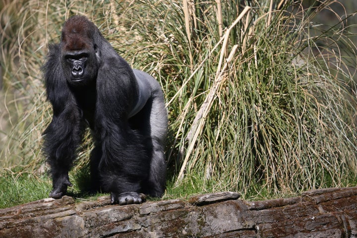 Kumbuka in his enclosure