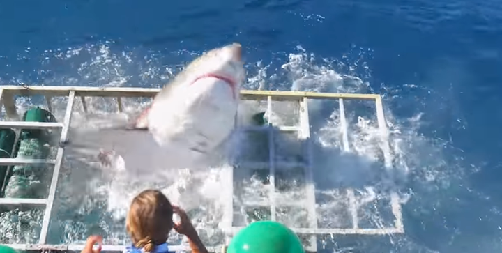 <strong>The shark enters the shark proof cage</strong>