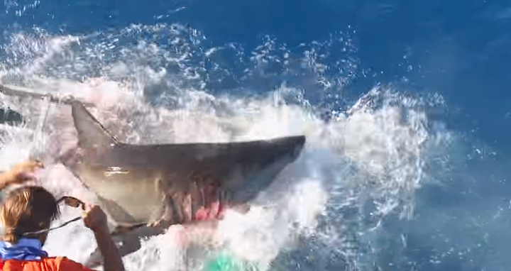 <strong>The shark was bleeding after breaking into the cage</strong>