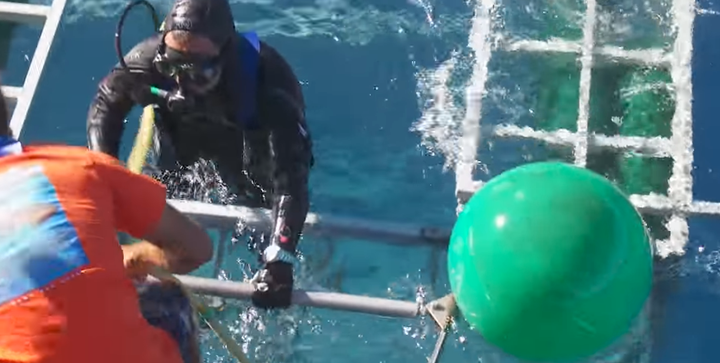 The diver later emerges from the cage unhurt as he receives a round of applause