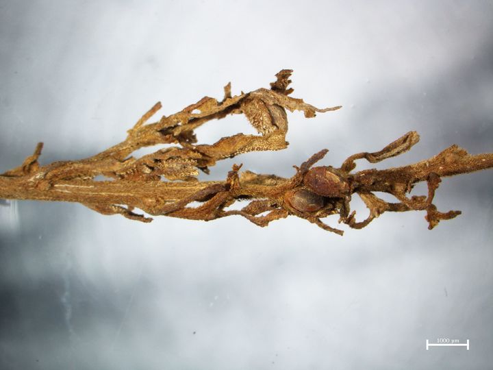 A detail from one of the ancient cannabis plants, showing the resinous "hairs" that contain psychoactive compounds.