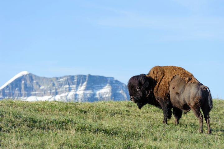 Bison in Waterton Lakes National Park