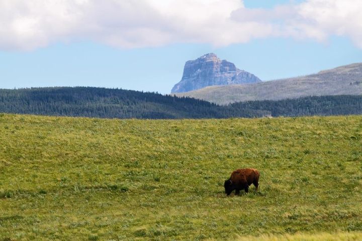Bison grazing at the foot of Chief Mountain
