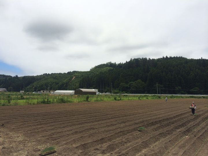 Part of the green onion farm in Utatsu, Miyagi Prefecture.