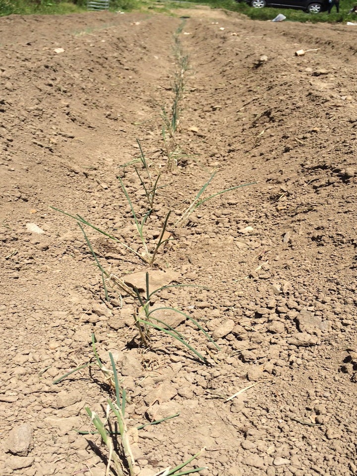 Negi onions struggling to survive.