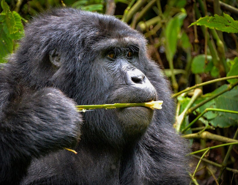 Mountain Gorilla, Uganda