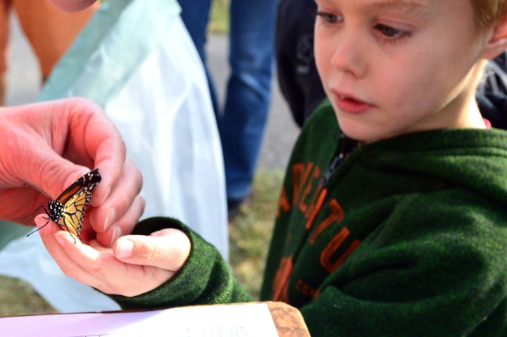 Discovering monarch butterflies at Quivira National Wildlife Refuge in Kansas.