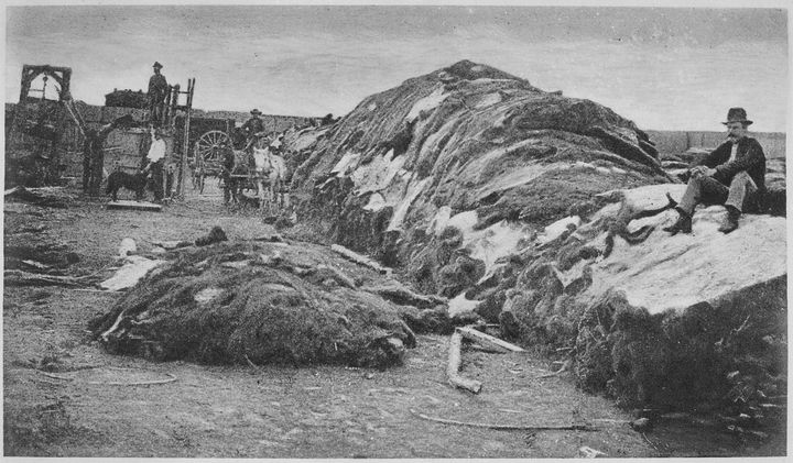 Buffalo Hides, 1878