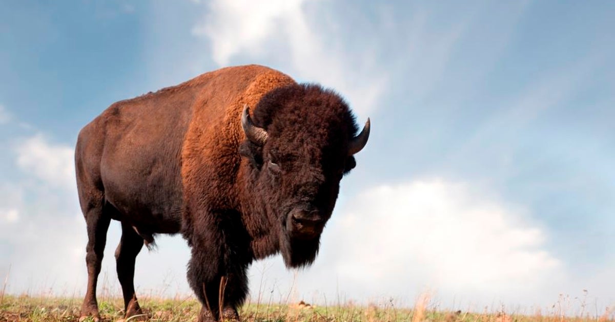 Bison HuffPost Contributor