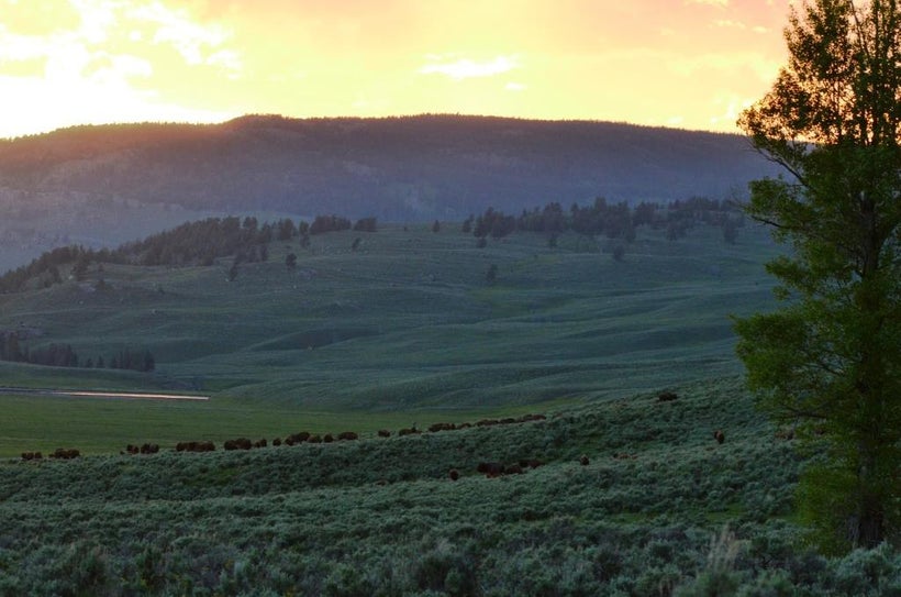 Yellowstone Bison