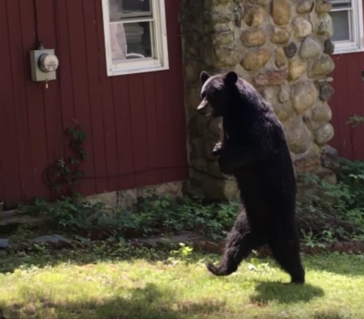 Pedals the bear was seen strolling around a New Jersey neighborhood back in June.