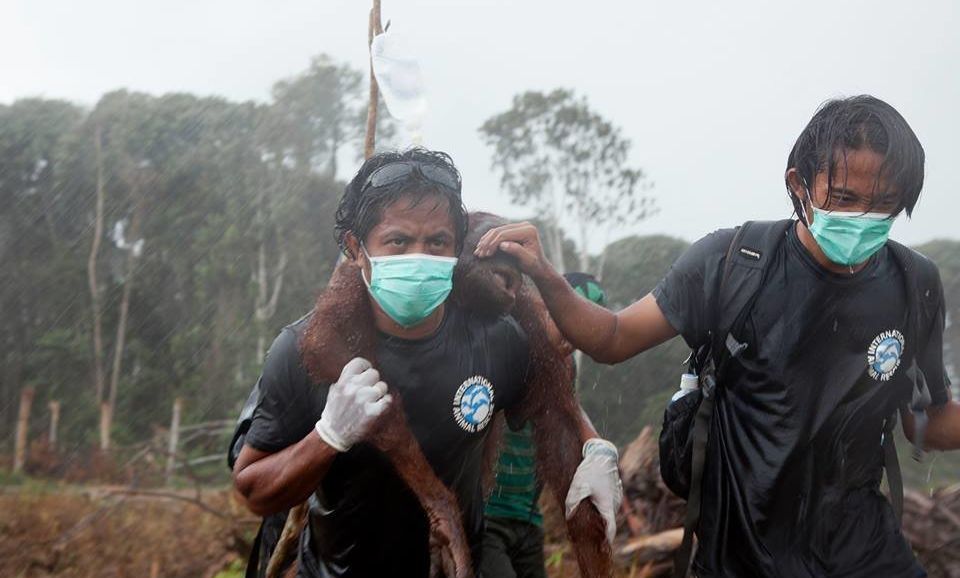 Animal rescuers Syifa Sidik and Argitoe Ranting were called “truly real life heroes” by International Animal Rescue. 