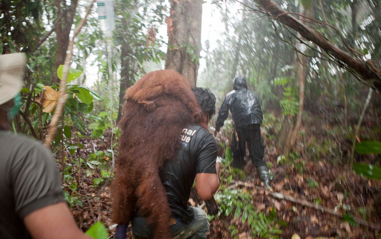 In this April 2013 photo, a female orangutan and her baby are pictured on the back of a rescue worker in Indonesian Borneo. 