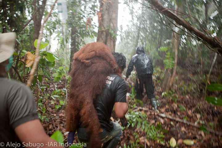 In this April 2013 photo, a female orangutan and her baby are pictured on the back of a rescue worker in Indonesian Borneo. 
