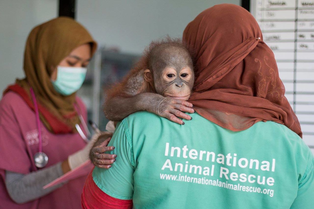Didik, an 18-month-old orangutan, was found with a bullet in his shoulder in Indonesian Borneo earlier this year. 