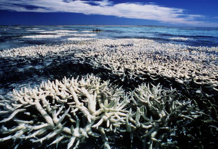 Coral on Australia's Great Barrier Reef is suffering from bleaching.