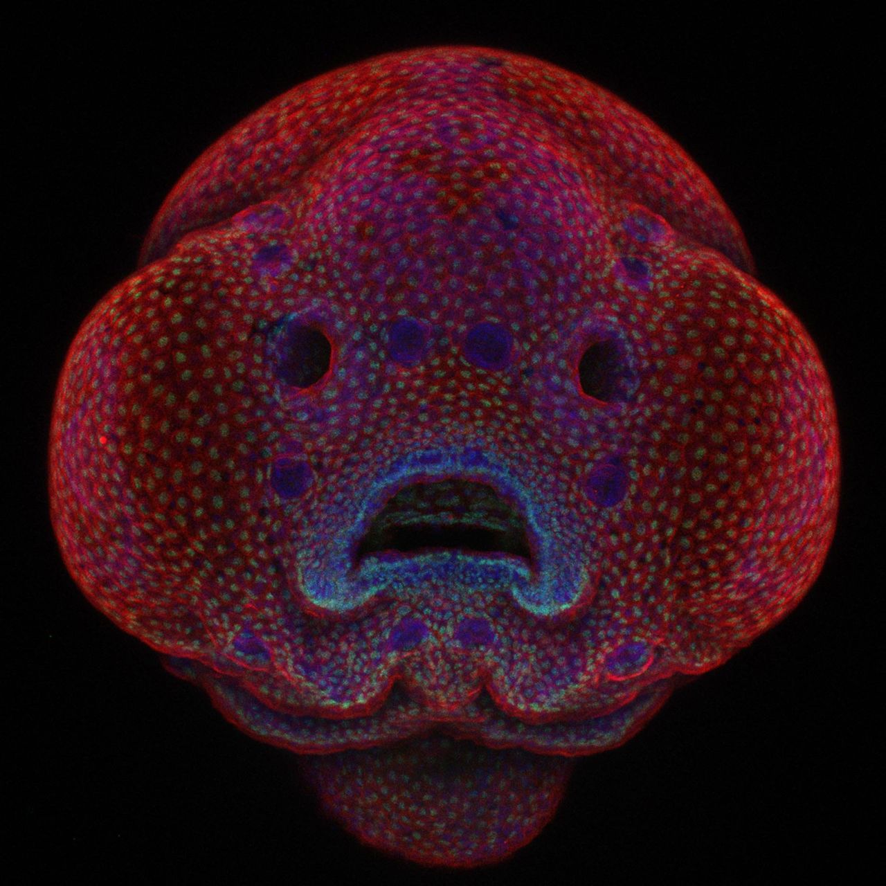 First place in this year's Nikon Small World contest went to Dr. Oscar Ruiz of the University of Texas MD Anderson Cancer Center in Houston for his photo of a four-day-old zebrafish embryo.