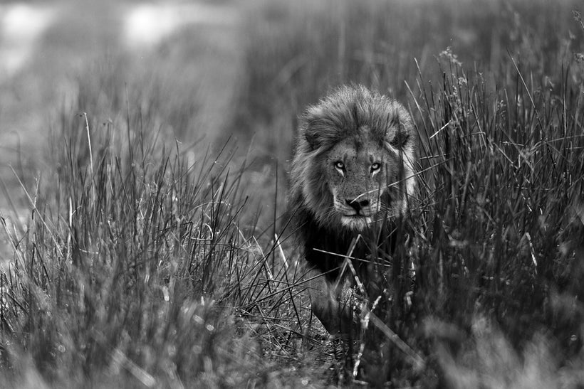 Lion of South Africa