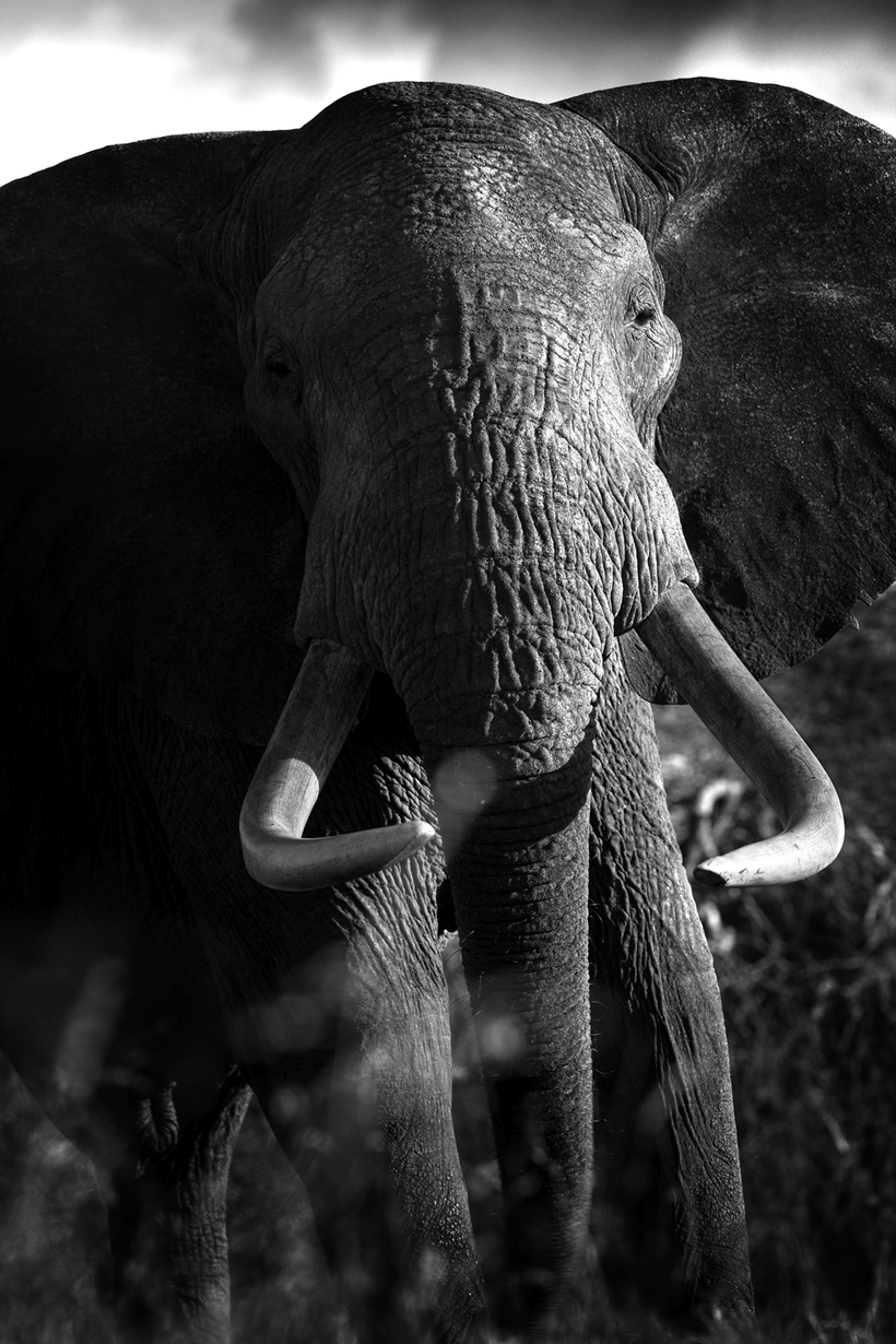 Elephant from Beverly Joubert