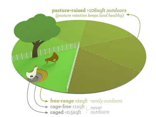 The Real Difference Between Pasture-Raised, Free-Range And Cage 