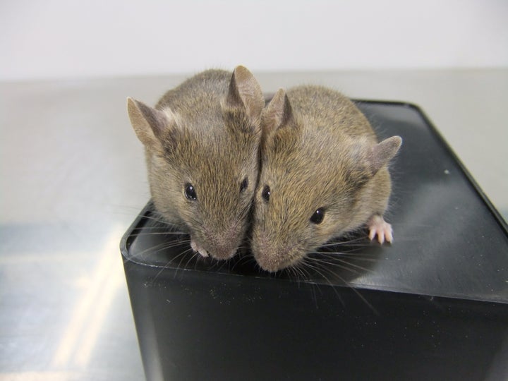 Mice born from egg cells that had been derived from skin cells.