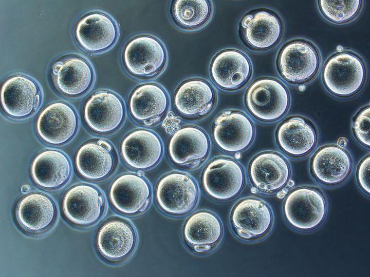 Mature egg cells that were derived from skin cells.