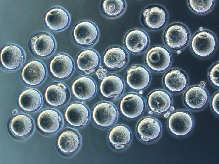 Mature egg cells that were derived from skin cells.