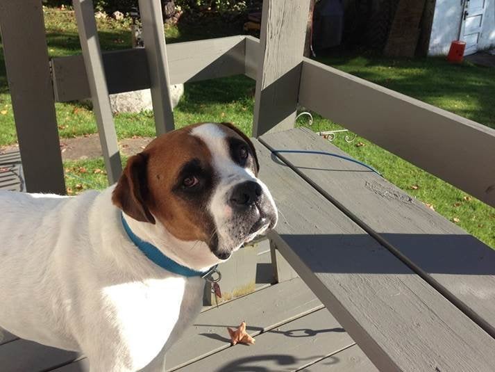 The bride's parents adopted this sweetie named Bernard from Secondhand Hounds after fostering him for a few weeks. 