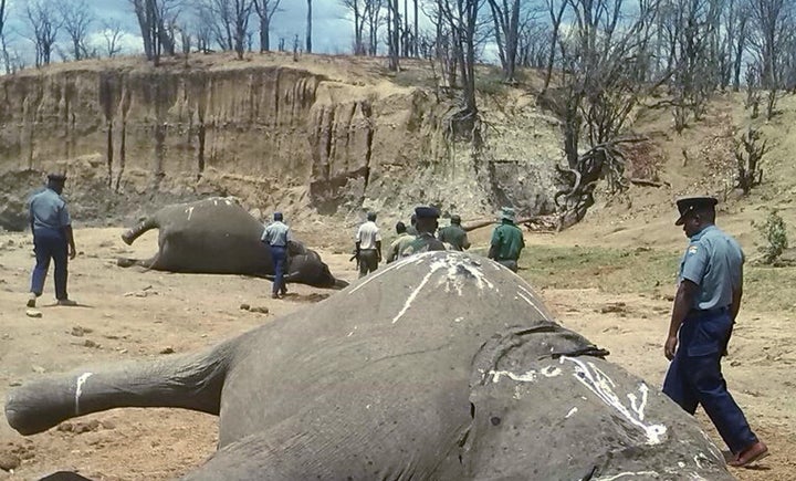 A group of elephants, believed to have been killed by poachers, lie dead at a watering hole in Zimbabwe's Hwange National Park on Oct. 26, 2015.