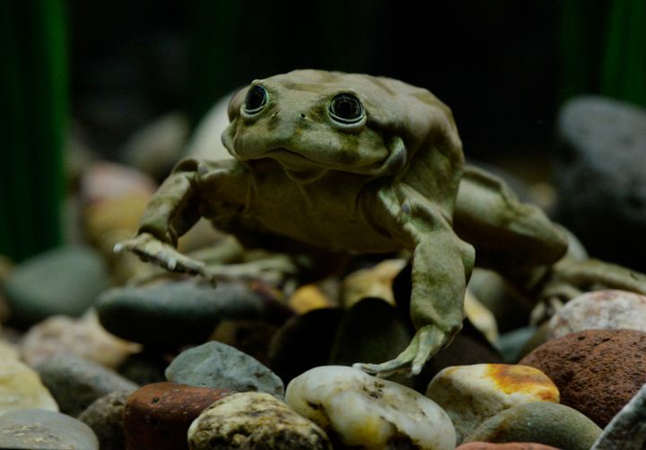 A Titicaca frog in an aquarium exhibit at the Denver Zoo in March. The zoo is the only institution in North America that houses the frog.
