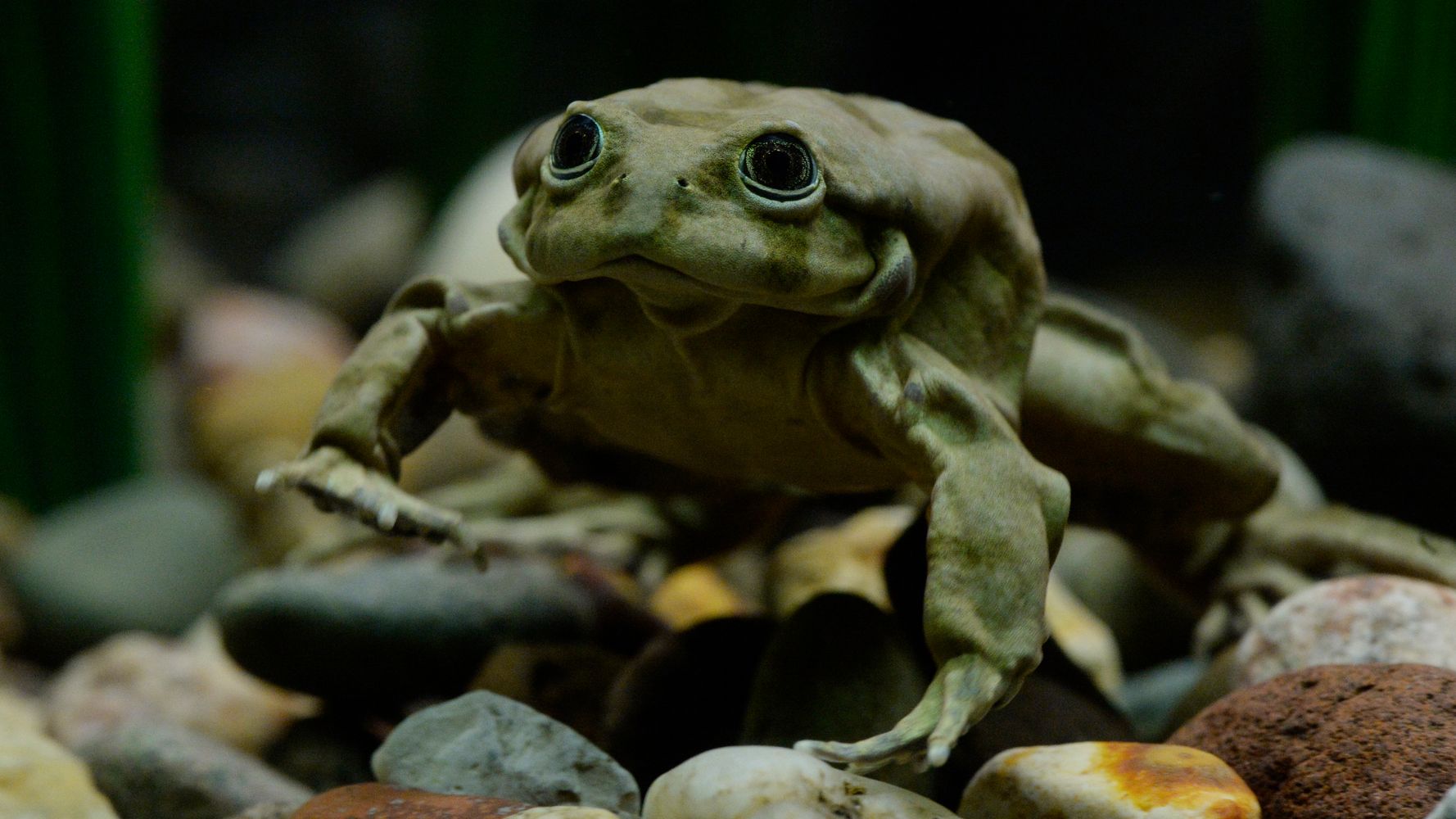 10,000 Critically Endangered Frogs Have Suddenly Died In Peru's Lake ...