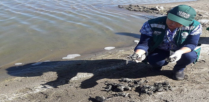 More than 10,000 Titicaca water frogs have recently turned up dead, according to Peruvian authorities.