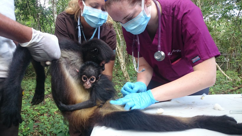 Guatemalan veterinary internship