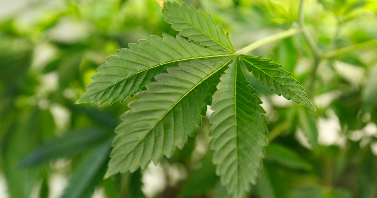 Support For Legalizing Marijuana Reaches Record High | HuffPost Latest News