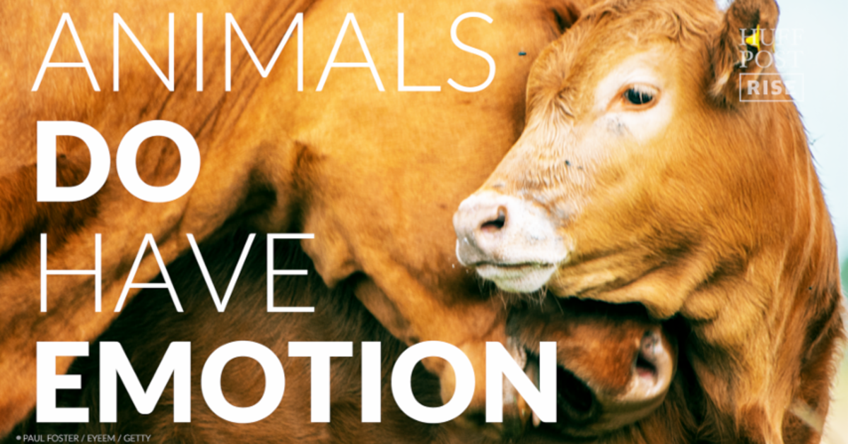 A Plea For The Animals | HuffPost Videos A Plea For The Animals | HuffPost Videos