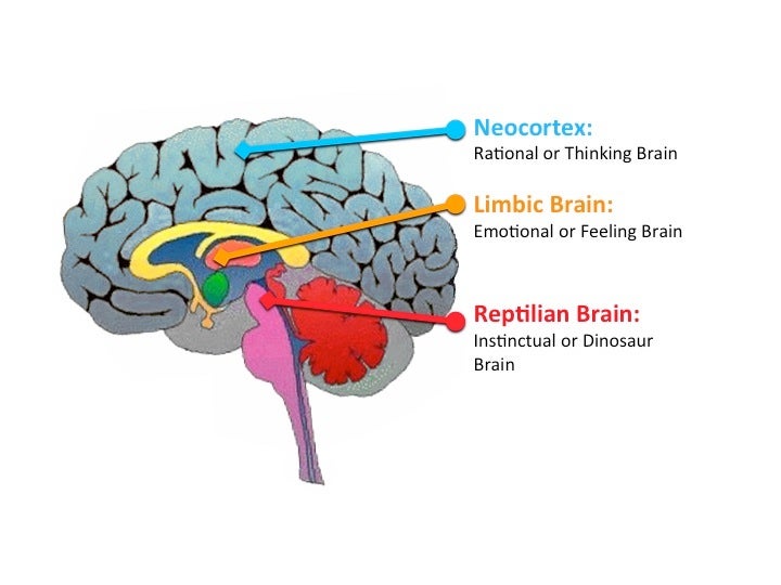 Three Parts of the Brain