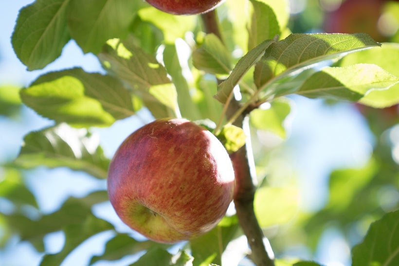 Cider apple in August (1 mo before harvest)