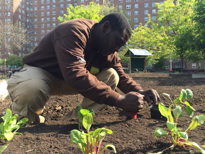 An AmeriCorps Member with Green City Force tends to a farm on New York City Housing Authority Property.