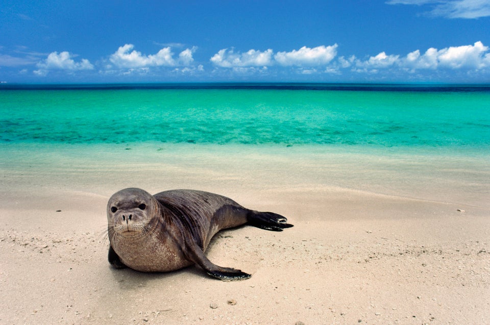 Hawaiian Monk Seal